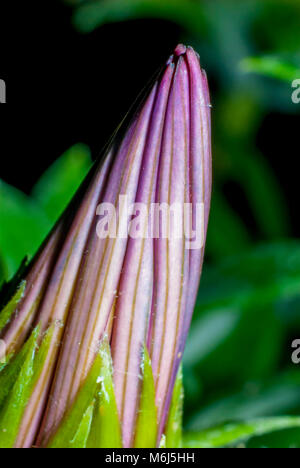 Pas encore de fleur a fleuri pris en close-up Banque D'Images