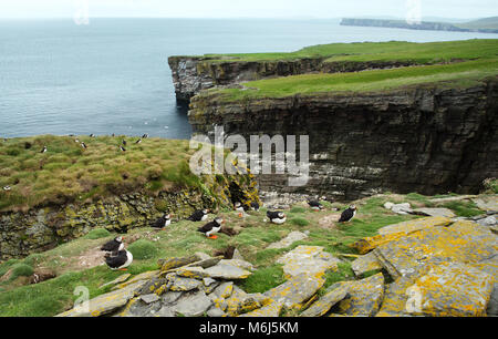 Colonie de macareux de l'Atlantique dans l'île de Noss, Shetland, UK. Banque D'Images