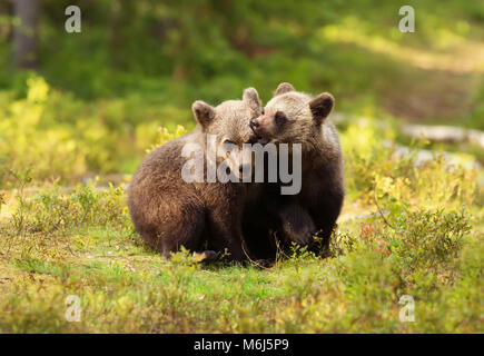 Deux oursons brun eurasien mignon jouer-combats sous le soleil d'après-midi d'été dans les forêts finlandaises. Banque D'Images