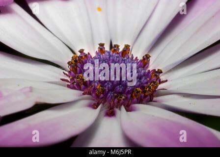 Macro photo d'une marguerite en fleurs Banque D'Images