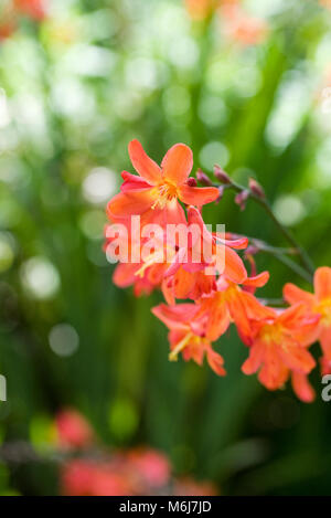 Crocosmia fleurs dans une frontière. Banque D'Images