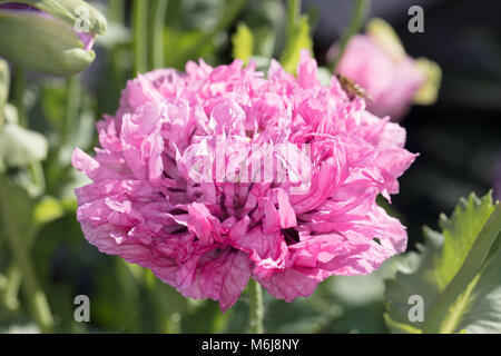 'Lilac Pompom', du pavot à opium (Papaver somniferum) Pionvallmo Banque D'Images