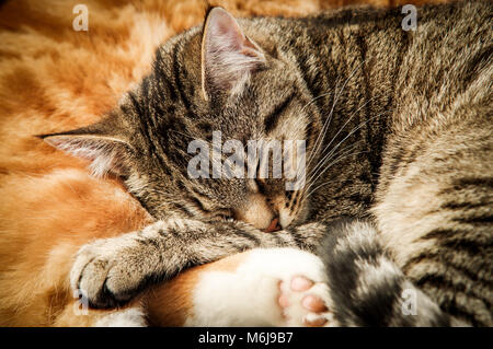Un jeune adulte de grande taille et un tabby cat gingembre jusqu'câliné ensemble dans leur sommeil Banque D'Images