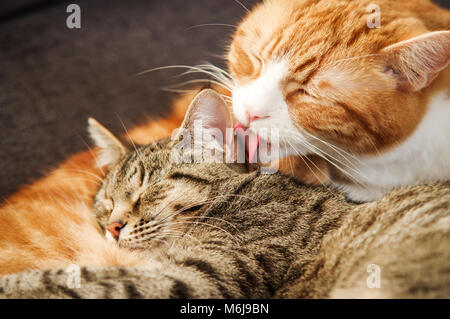 Un grand toilettage chat gingembre adultes un jeune tabby Banque D'Images