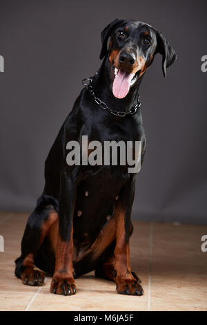 Dobermann sur fond sombre dans le studio Banque D'Images