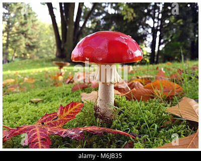 Amanita muscaria, red fly agarics avec feuilles d'automne sur une pelouse verte Banque D'Images