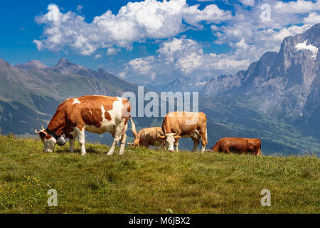 Brown mountain vaches qui paissent sur un alpage dans les Alpes bernoises en été. Grindelwald, Jungfrau Region, Oberland Bernois, Suisse Banque D'Images