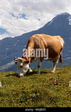 Brown mountain cow pâturage sur un alpage dans les Alpes Bernoises, région de Jungfrau, Bernerse Bernois, Suisse Banque D'Images