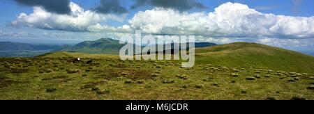 Moutons Herdwick sur le sommet du Stybarrow Banque D'Images