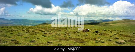 Moutons Herdwick sur le sommet du Stybarrow Banque D'Images