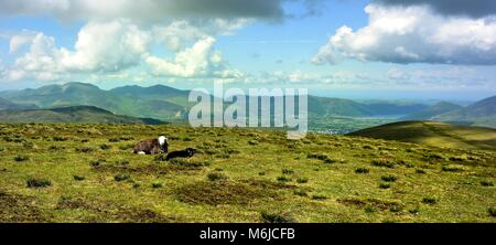 Moutons Herdwick sur le sommet du Stybarrow Banque D'Images