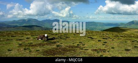 Moutons Herdwick sur le sommet du Stybarrow Banque D'Images