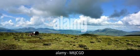 Moutons Herdwick sur le sommet du Stybarrow Banque D'Images