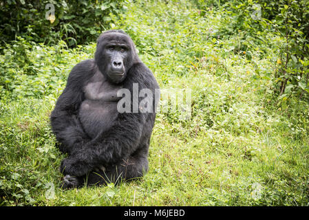 Gorille de montagne adultes assis à riche végétation dans la forêt impénétrable de Bwindi en Ouganda Banque D'Images