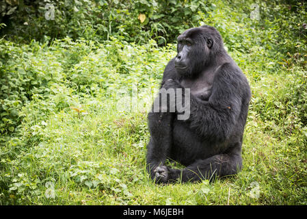 Gorille de montagne adultes assis à riche végétation dans la forêt impénétrable de Bwindi en Ouganda Banque D'Images