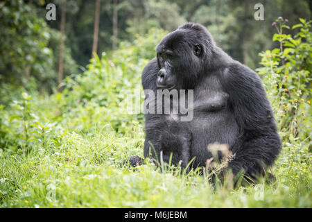 Gorille de montagne adultes assis à riche végétation dans la forêt impénétrable de Bwindi en Ouganda Banque D'Images