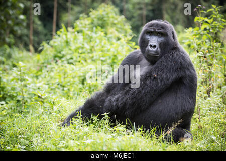 Gorille de montagne adultes assis à riche végétation dans la forêt impénétrable de Bwindi en Ouganda Banque D'Images