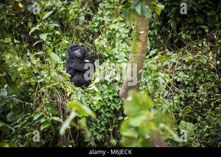 Bébé gorille de montagne se reposant dans la forêt de la végétation dans la forêt impénétrable de Bwindi en Ouganda Banque D'Images