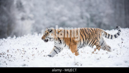 Jeune Siberian Tiger walking dans les champs de neige Banque D'Images