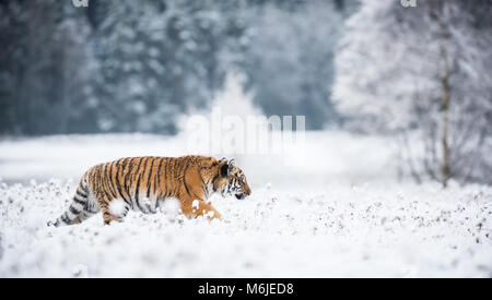 Jeune tigre de Sibérie marche silencieusement dans les champs de neige Banque D'Images