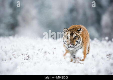 Jeune tigre de Sibérie marche silencieusement dans les champs de neige vers l'appareil photo Banque D'Images