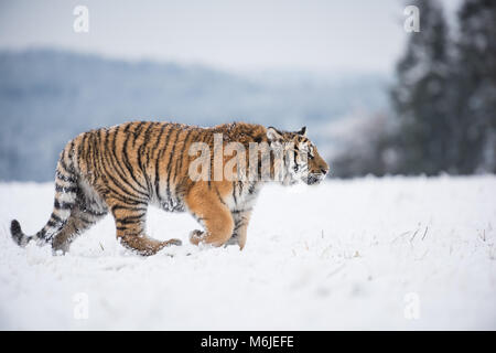 Jeune Siberian Tiger walking dans les champs de neige Banque D'Images