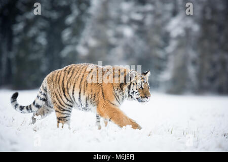 Jeune tigre de Sibérie marche silencieusement dans les champs de neige Banque D'Images