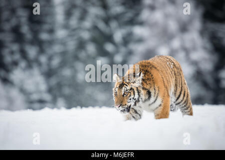 Jeune tigre de Sibérie marche silencieusement dans les champs de neige Banque D'Images