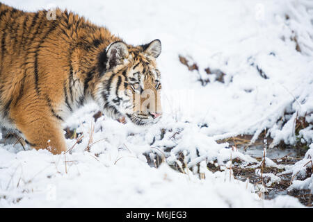 Jeune tigre de Sibérie marche silencieusement dans les champs de neige Banque D'Images