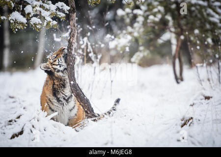 Jeune tigre de Sibérie jouent dans la neige Banque D'Images