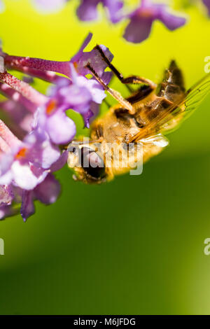 Cette abeille était pendu à l'envers sur une fleur de buddleia. Banque D'Images