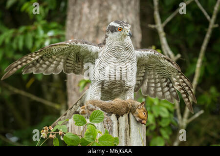 Autour des palombes sur squirrel en décor boisé. L'Autour des palombes est perché sur un vieux fencepost avec un écureuil gris dans ses serres. Banque D'Images