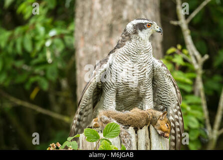 Autour des palombes sur squirrel en décor boisé. L'Autour des palombes est perché sur un vieux fencepost avec un écureuil gris dans ses serres. Banque D'Images