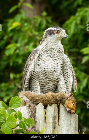 Gros plan d'un Goshawk aux yeux orange, perché sur un poste de clôture tenant un écureuil gris comme sa proie. Portrait, vertical. Copier l'espace Banque D'Images