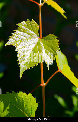 Feuilles de vigne d'offres. Banque D'Images
