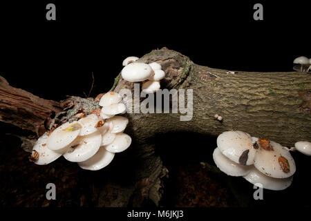 Tasses de champignons, Oudemansiella mucida, photographiés dans le Hampshire England UK GO automne 2016 sur la croissance des arbres tombés Banque D'Images
