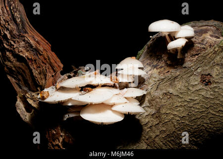 Tasses de champignons, Oudemansiella mucida, photographiés dans le Hampshire England UK GO automne 2016 sur la croissance des arbres tombés Banque D'Images