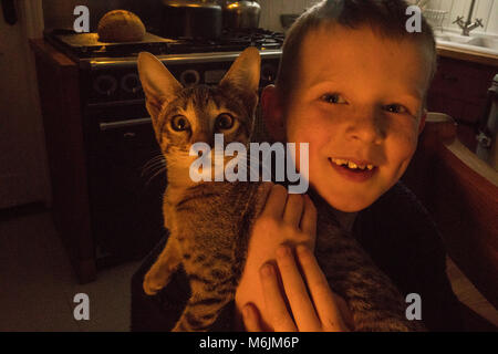 7 ans de câliner un 'Savannah' chaton (serval-domestiques croisés). Banque D'Images