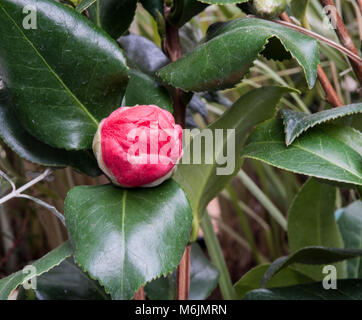 Photo de fleur de camélia bud ouvrir. Banque D'Images