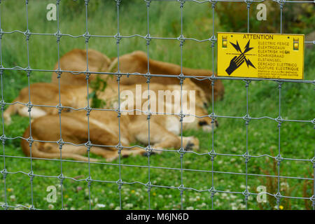 Ecosse - Cinq Soeurs Zoo, Polbeth, Livingston. Lion boîtier avec clôture électrique. Banque D'Images