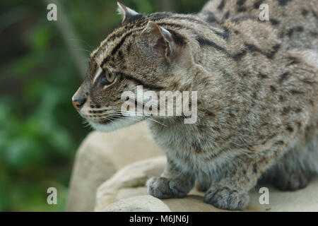 Ecosse - Cinq Soeurs Zoo, Polbeth, Livingston. La pêche d'Asie, chat Prionailurus viverrinus. Banque D'Images