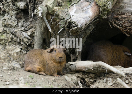 Ecosse - Cinq Soeurs Zoo, Polbeth, Livingston. Cochon d'Inde. Banque D'Images