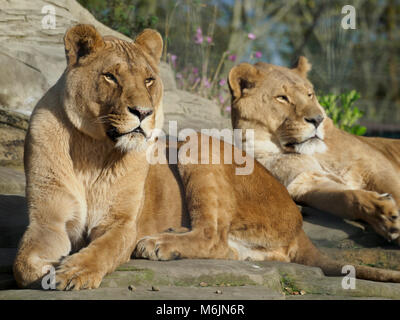 Cinq soeurs Zoo, près de Livingston, en Ecosse. Lionnes sauvé vous détendre au soleil sur les rochers. Banque D'Images