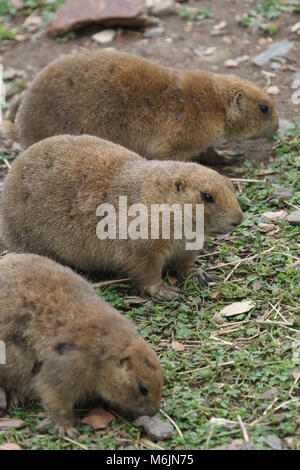 Ecosse - Cinq Soeurs Zoo, Polbeth, Livingston. Chiens de prairie. Banque D'Images