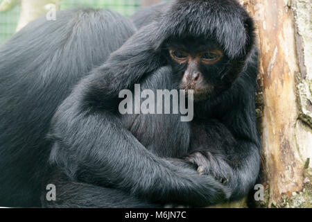 Ecosse - Cinq Soeurs Zoo, Polbeth, Livingston. Singe-araignée. Banque D'Images