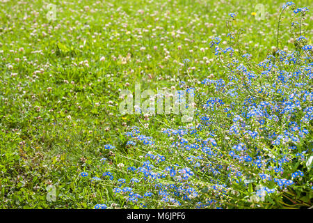 Printemps en fleurs prairie avec blue forget-me-fleurs ne m'oublie pas. floraison de fleurs sauvages Banque D'Images