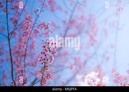 Image libre de haute qualité image fleur de cerisier sakura (Prunus, Cesacoides Wild Cherry himalayen) au printemps. Fleur de cerisier sakura Banque D'Images