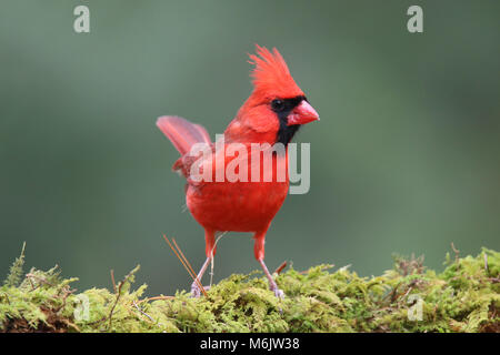 Un rouge lumineux mâles du Cardinal se percher dans une forêt en hiver Banque D'Images