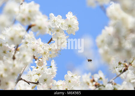 Bijie, dans la province du Guizhou en Chine. 4e Mar, 2018. Une abeille plane sur les fleurs le long d'une rue de la ville de Bijie, dans la province du Guizhou en Chine du sud-ouest, le 4 mars 2018. Credit : Wang Chunliang/Xinhua/Alamy Live News Banque D'Images