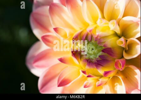 Chengdu, Chengdu, Chine. 5Th Mar, 2018. Chengdu, Chine-Mars 2018 : Dahlia fleurs dans fleur pleine à Chengdu, dans le sud-ouest de la province chinoise du Sichuan. Crédit : SIPA Asie/ZUMA/Alamy Fil Live News Banque D'Images